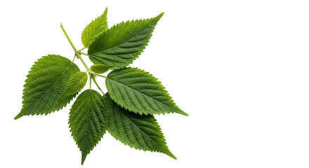 Isolated Nettle Leaf
