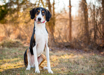 A tricolor American Foxhound dog sitting