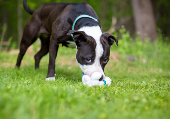 A Pit Bull Terrier mixed breed dog with a stuffed toy