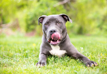 A Pit Bull Terrier mixed breed dog lying in the grass and licking its lips