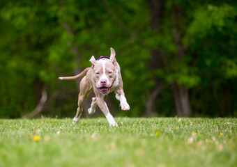 A Pit Bull Terrier mixed breed dog running outdoors