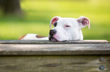 A Pit Bull Terrier mixed breed dog resting its head on a bench with a bored expression