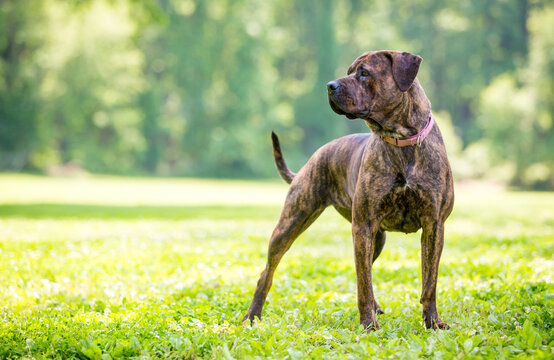 A brindle Cane Corso mixed breed dog standing outdoors