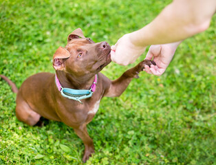 A Pit Bull Terrier mixed breed dog receiving a treat