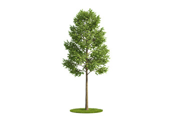 A healthy, mature deciduous tree with a tall brown trunk and lush green canopy, standing on a circular grass patch, isolated against a transparent background with ample copy space, soft lighting,