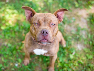 A red Pit Bull Terrier mixed breed dog sitting outdoors and looking up