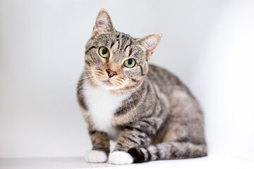A shorthair tabby cat  looking at the camera with a head tilt