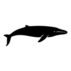 Fototapeta premium Design a black silhouette of a Fin Whale white background clean vector shape