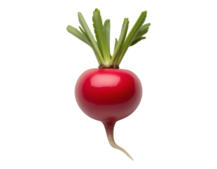 Fresh Red Radish with Green Leaves