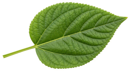 Isolated Leaf