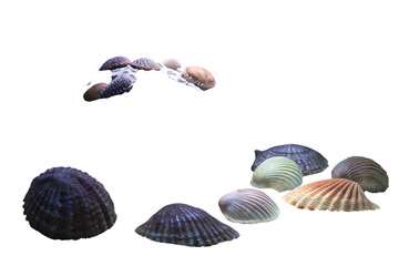 Assortment of seashells scattered on black surface