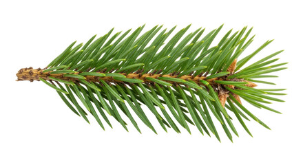 Isolated Conifer leaves branch