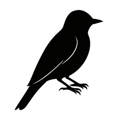 Obraz premium Design a black silhouette of a Eastern Kingbird white background clean vector shape