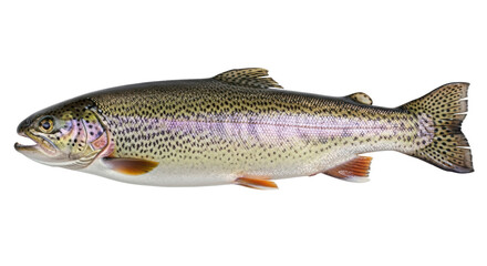 Isolated Rainbow Trout Fish