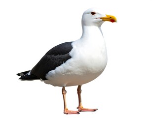 Fototapeta premium A seagull stands tall against white