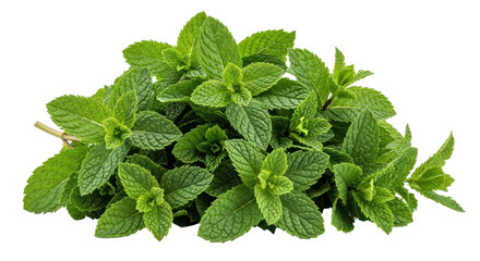 Isolated Fresh Mint