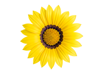 Top view of a bright yellow Gazania daisy flower, full bloom. Isolated on transparent background, png