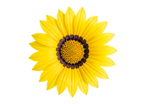 Top view of a bright yellow Gazania daisy flower, full bloom. Isolated on transparent background, png