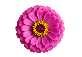 Vibrant pink Zinnia flower in full bloom, top view macro shot. Isolated on transparent background, png