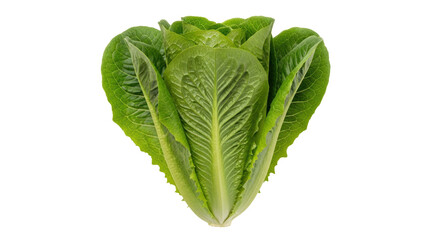 Isolated Romaine Lettuce Head