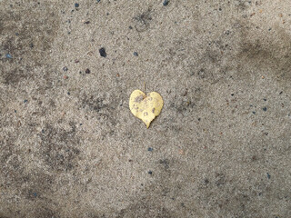 Heart - shaped leave on grey background, good for background, autumn 