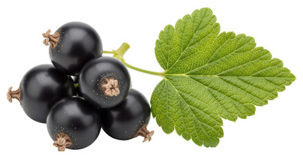 Isolated Black Currants, Fresh Berry Fruits