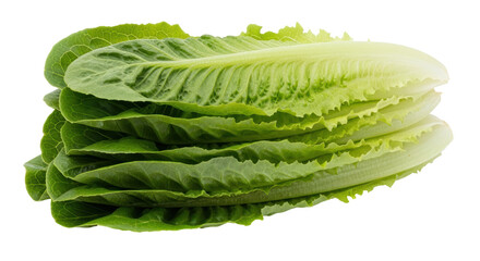 Isolated Romaine Lettuce