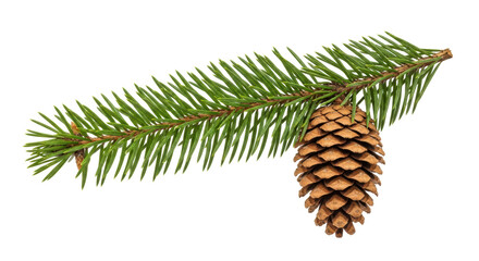 Isolated pine branch and cone on white background