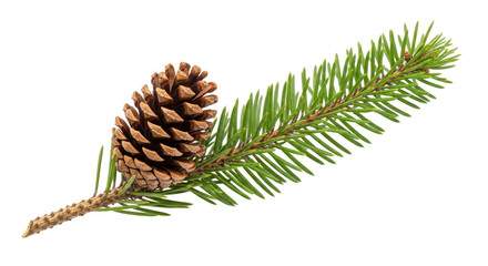Isolated pine branch with cone on white background