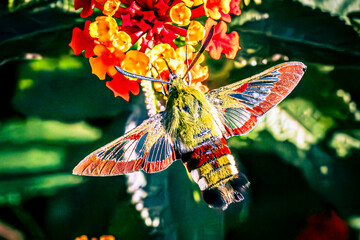 broad-bordered bee hawk-moth