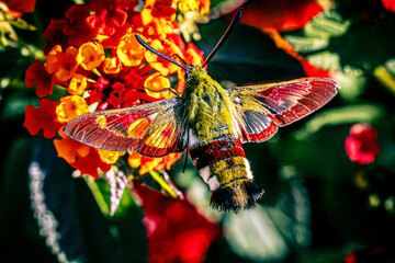 broad-bordered bee hawk-moth