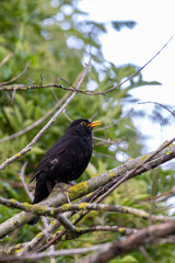 Common blackbird (Turdus merula) perched on a branche with green background
