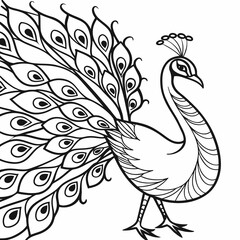 peacock vector illustration coloring page