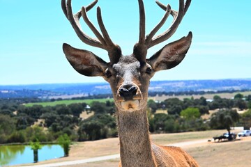 Deer, photo safari, Madrid, Spain © GenadiyGM