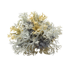Isolated Lichen on a White Background with Intricate Details and Textures Perfect for Nature and Scientific Use