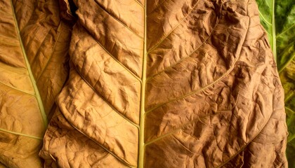 Close-up of dried tobacco leaves