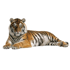 Fototapeta premium Majestic Tiger Lying Down on White Background in Full Body View
