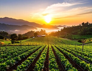 Sunrise over a vibrant vineyard