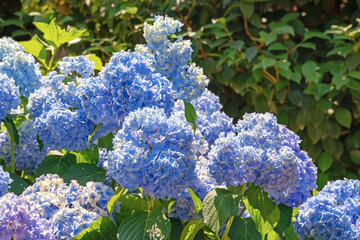 Beautiful blue flowers of Hydrangea macrophylla in garden