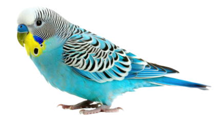 Colorful blue budgerigar perched, showcasing vibrant feathers and distinct markings, against a plain background