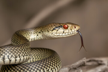 Obraz premium A snake with red eyes and a black head is on a log