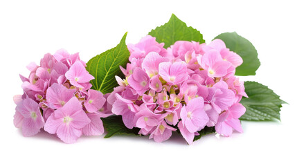 Beautiful pink hydrangea blossoms with green leaves arranged for decoration in a bright setting