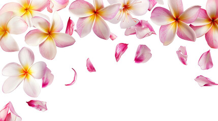 Vibrant pink and white flowers with petals scattered on a white background creating a fresh and natural look