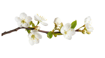 White cherry blossoms bloom on a branch during spring in a natural setting showcasing delicate petals and fresh green leaves