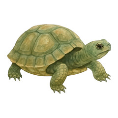 Fototapeta premium PNG Realistic watercolor turtle illustration.