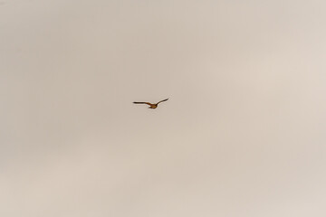 Falco tinnunculus pertenece a la familia Falconidae.