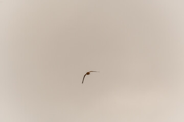 Falco tinnunculus pertenece a la familia Falconidae.