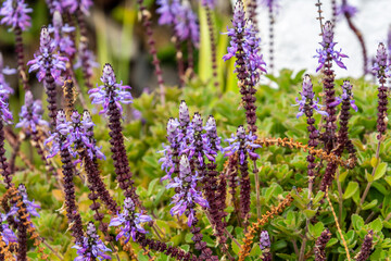 Plectranthus caninus pertenece a la familia de Lamiaceae.
