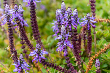 Plectranthus caninus pertenece a la familia de Lamiaceae.