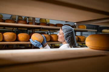 Experienced cheese manufacturer holding parmesan quality cheese in storage room. View through the...